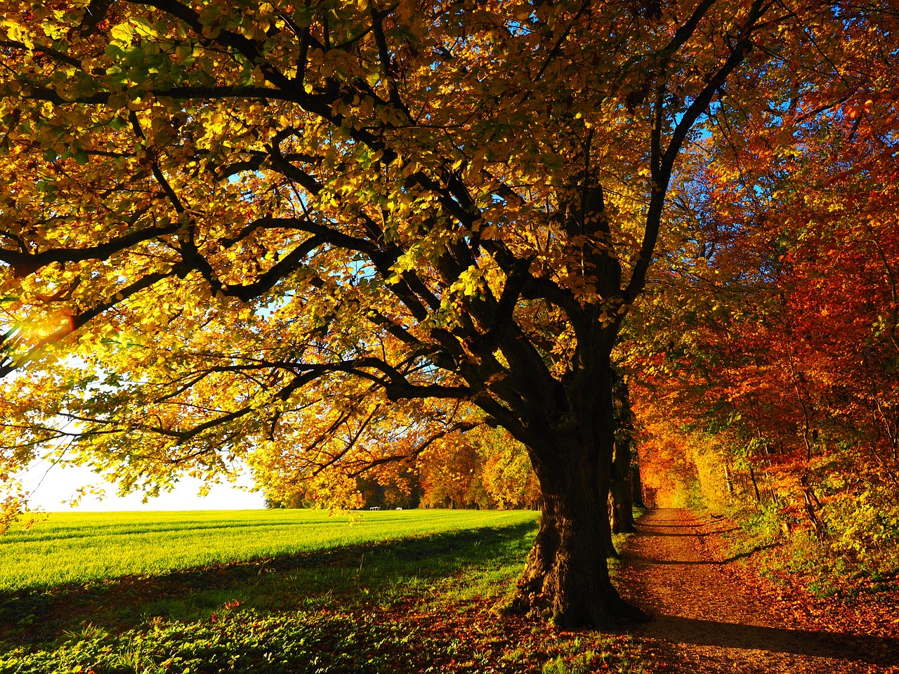 Achtsame Berufsberatung und Coaching in der Natur