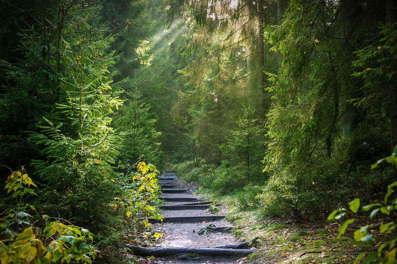 Achtsame Berufsberatung und Coaching in der Natur