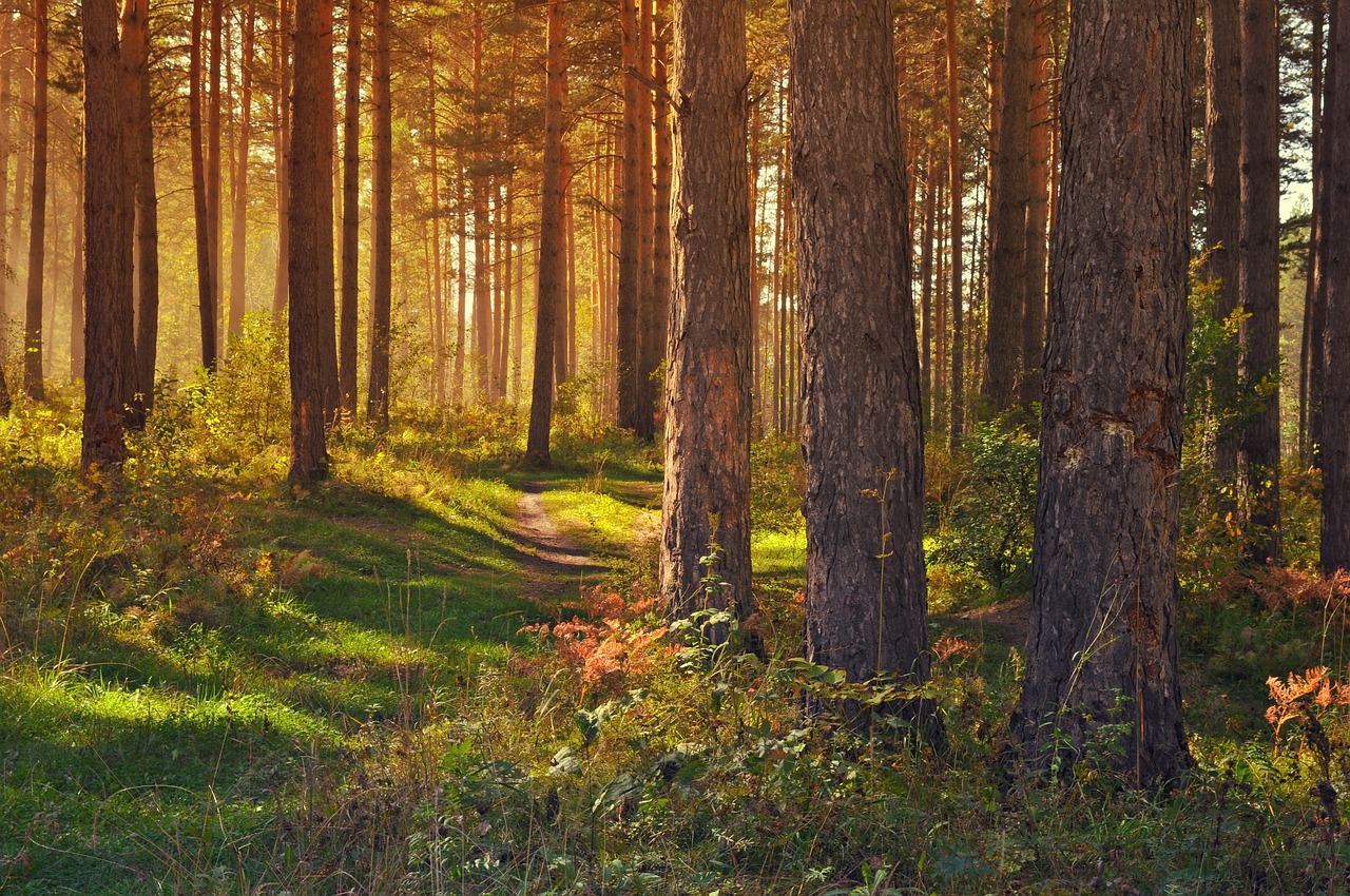 Achtsame Berufsberatung und Coaching in der Natur