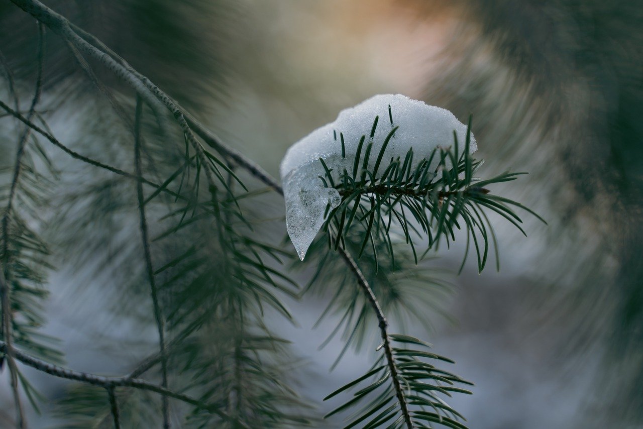 Achtsame Berufsberatung und Coaching in der Natur