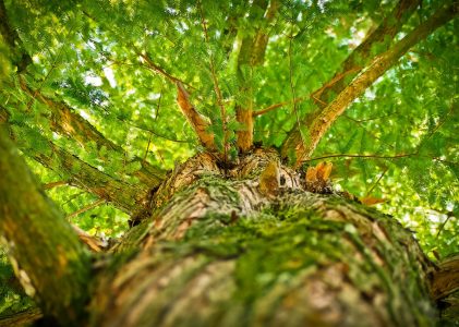 Achtsame Berufsberatung & Coaching in der Natur