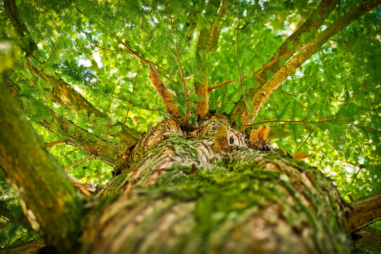 Achtsame Berufsberatung und Coaching in der Natur