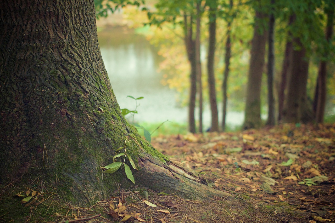 Achtsame Berufsberatung und Coaching in der Natur