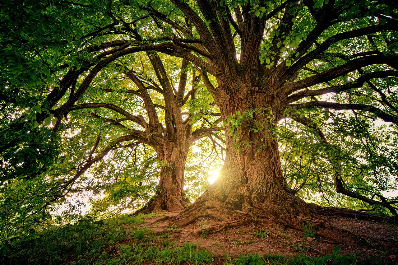 Achtsame Berufsberatung und Coaching in der Natur