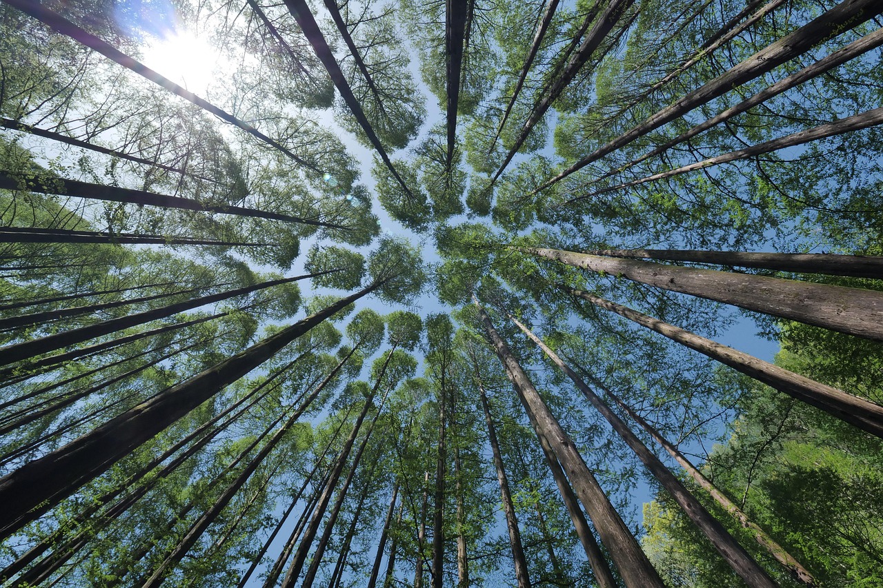Achtsame Berufsberatung und Coaching in der Natur